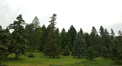 Parque Arborway de Boston