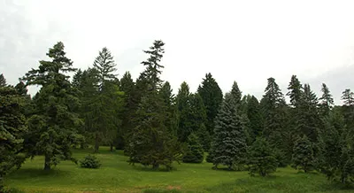 Parque Arborway de Boston