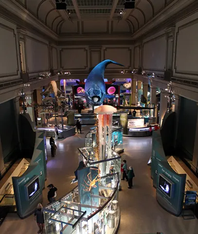 Ballena en el Museo Nacional de Historia Natural de Smithsonian