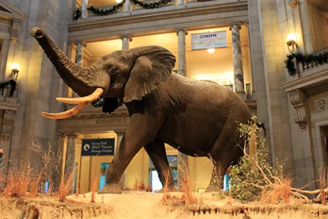 Elefante del Museo Nacional de Historia Natural de Smithsonian