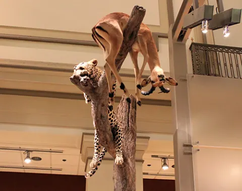 Geopardo del Museo Nacional de Historia Natural de Smithsonian