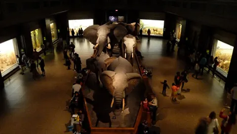 Elefantes del Museo de Historia- Natural de Nueva York