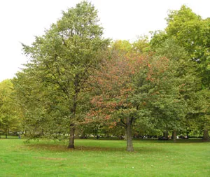 Foto Parque de Londres