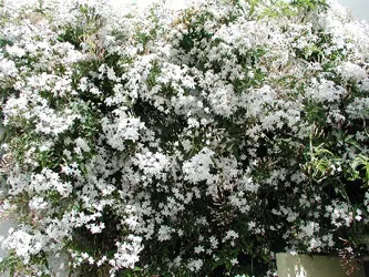 Jazmín la flor de Hammamet