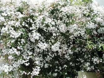 Jazmín la flor de Hammamet