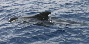 Foto de una Ballena Piloto
