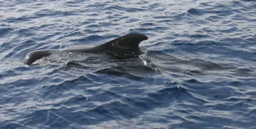 Foto de una Ballena Piloto