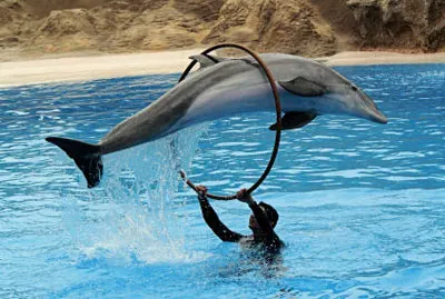 Foto Salto acrobático del Delfín en el Loro Parque