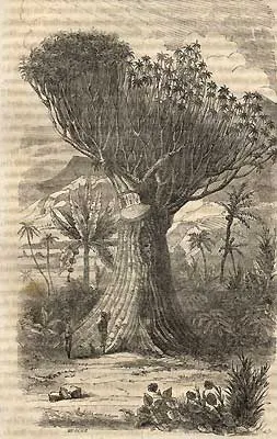 Ilustacción del gran Drago de la Orotava