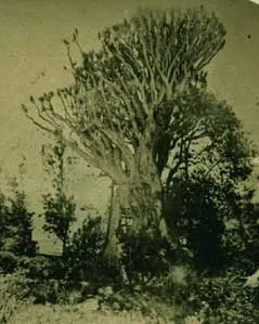 Única foto que se conserva del gran Drago de la Orotava
