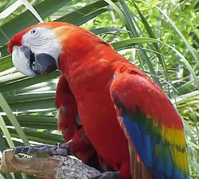 Foto de un Papagayo del Loro Parque