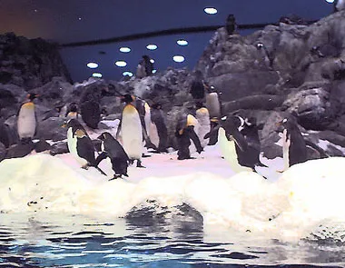 Fotos de los Pingüinos del Loro Parque